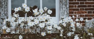Preview wallpaper flowers, window, flower bed