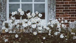 Preview wallpaper flowers, window, flower bed