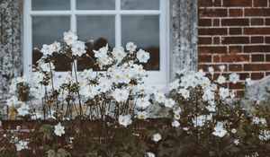 Preview wallpaper flowers, window, flower bed