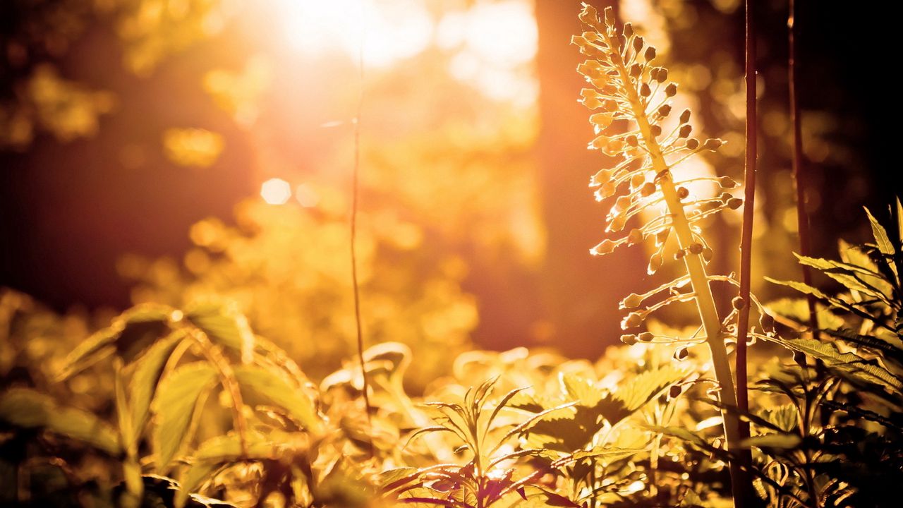 Wallpaper flowers, wood, lighting, leaves, sprout, stalk