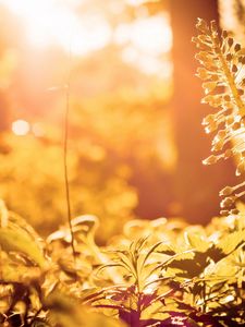 Preview wallpaper flowers, wood, lighting, leaves, sprout, stalk