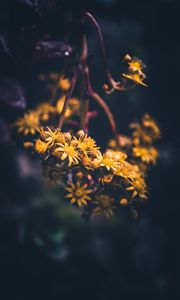 Preview wallpaper flowers, yellow, bloom, macro, blur