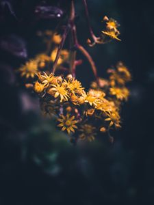 Preview wallpaper flowers, yellow, bloom, macro, blur