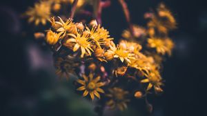 Preview wallpaper flowers, yellow, bloom, macro, blur