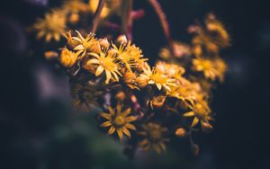 Preview wallpaper flowers, yellow, bloom, macro, blur