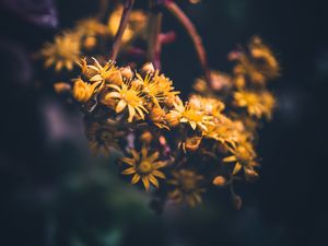 Preview wallpaper flowers, yellow, bloom, macro, blur