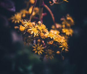 Preview wallpaper flowers, yellow, bloom, macro, blur