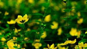 Preview wallpaper flowers, yellow, bloom, plants