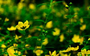 Preview wallpaper flowers, yellow, bloom, plants