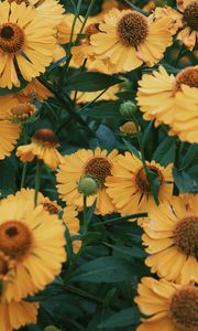 Preview wallpaper flowers, yellow, bloom, closeup, plant