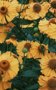 Preview wallpaper flowers, yellow, bloom, closeup, plant