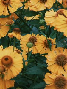 Preview wallpaper flowers, yellow, bloom, closeup, plant