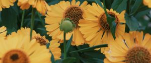 Preview wallpaper flowers, yellow, bloom, closeup, plant