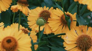 Preview wallpaper flowers, yellow, bloom, closeup, plant