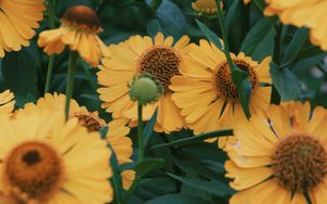 Preview wallpaper flowers, yellow, bloom, closeup, plant