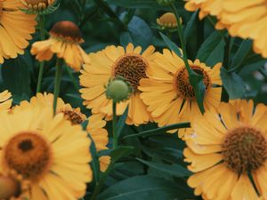 Preview wallpaper flowers, yellow, bloom, closeup, plant