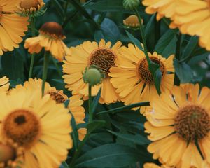 Preview wallpaper flowers, yellow, bloom, closeup, plant