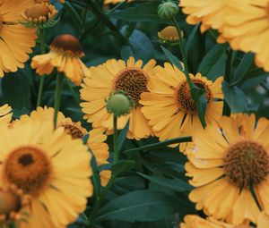 Preview wallpaper flowers, yellow, bloom, closeup, plant