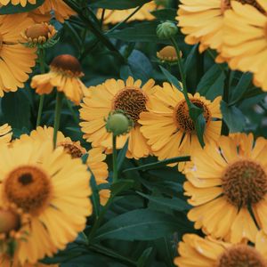 Preview wallpaper flowers, yellow, bloom, closeup, plant