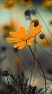 Preview wallpaper flowers, yellow, bloom, close-up