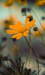 Preview wallpaper flowers, yellow, bloom, close-up