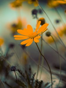 Preview wallpaper flowers, yellow, bloom, close-up