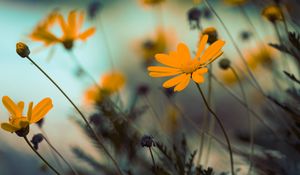 Preview wallpaper flowers, yellow, bloom, close-up