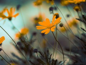 Preview wallpaper flowers, yellow, bloom, close-up