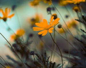 Preview wallpaper flowers, yellow, bloom, close-up