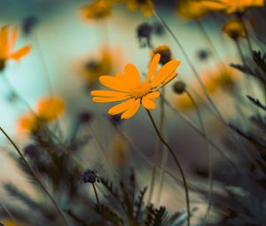 Preview wallpaper flowers, yellow, bloom, close-up