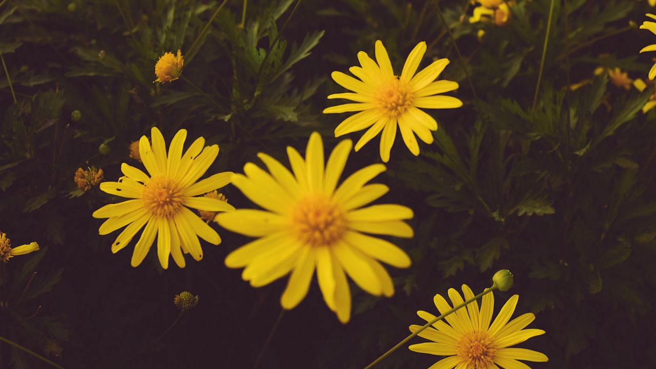 Wallpaper flowers, yellow, bloom, plant