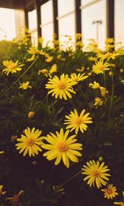 Preview wallpaper flowers, yellow, bloom, plant