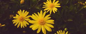 Preview wallpaper flowers, yellow, bloom, plant