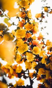 Preview wallpaper flowers, yellow, branch, bush, plant, blooms