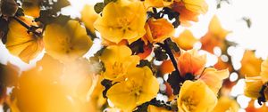 Preview wallpaper flowers, yellow, branch, bush, plant, blooms