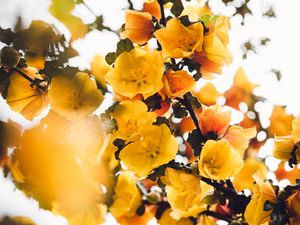 Preview wallpaper flowers, yellow, branch, bush, plant, blooms