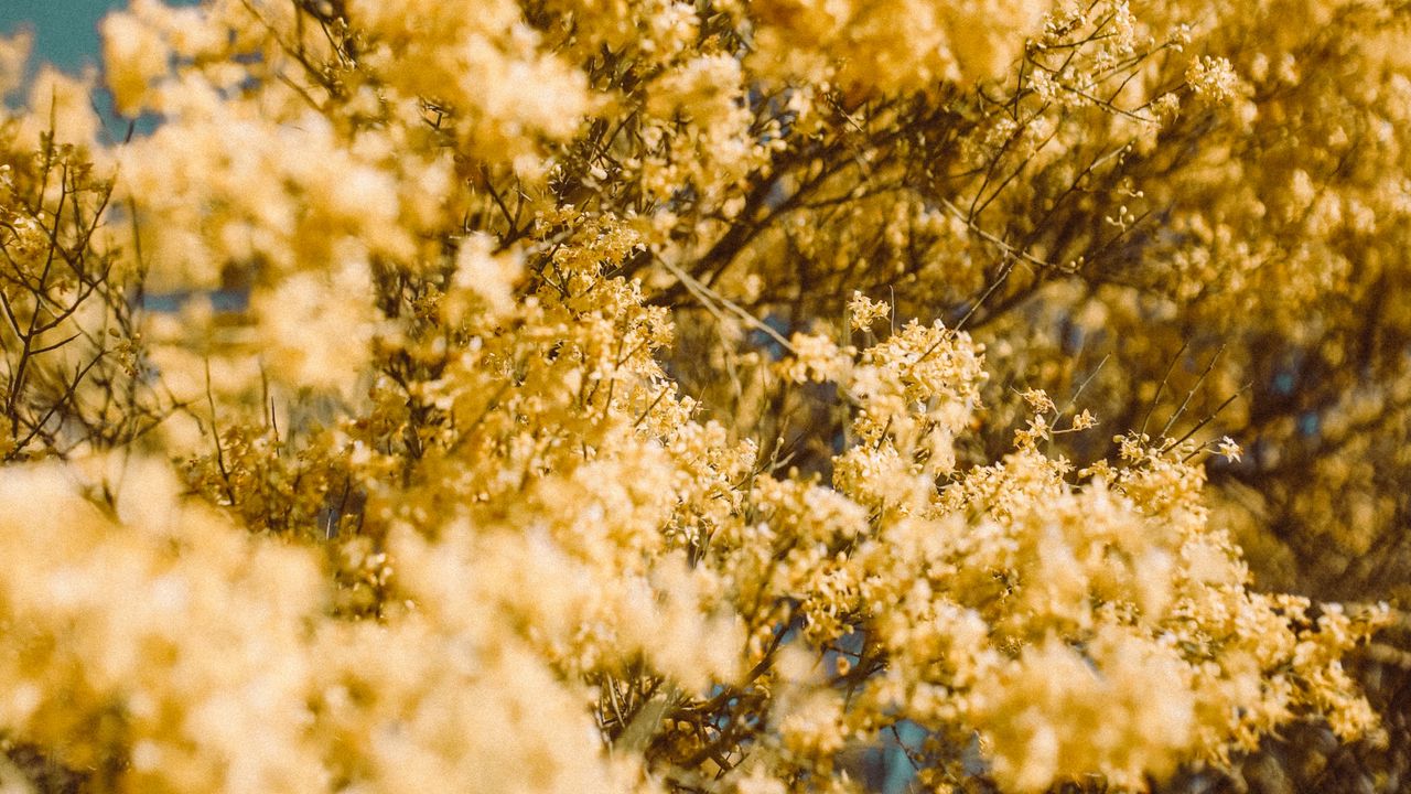 Wallpaper flowers, yellow, branch, blur