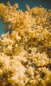 Preview wallpaper flowers, yellow, branch, blur
