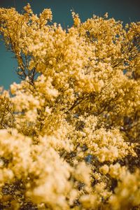 Preview wallpaper flowers, yellow, branch, blur