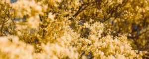 Preview wallpaper flowers, yellow, branch, blur