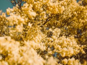 Preview wallpaper flowers, yellow, branch, blur