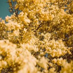 Preview wallpaper flowers, yellow, branch, blur