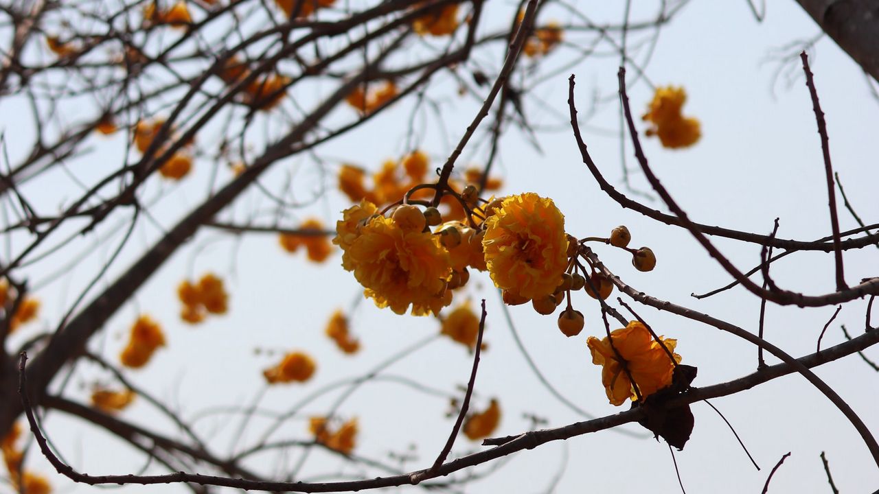 Wallpaper flowers, yellow, branches, tree, plant