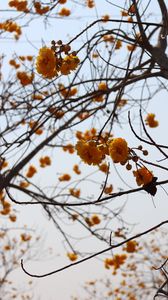 Preview wallpaper flowers, yellow, branches, tree, plant
