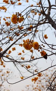 Preview wallpaper flowers, yellow, branches, tree, plant