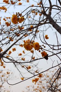 Preview wallpaper flowers, yellow, branches, tree, plant