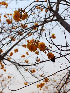 Preview wallpaper flowers, yellow, branches, tree, plant