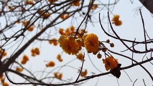 Preview wallpaper flowers, yellow, branches, tree, plant