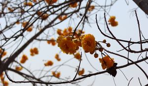 Preview wallpaper flowers, yellow, branches, tree, plant