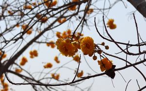 Preview wallpaper flowers, yellow, branches, tree, plant